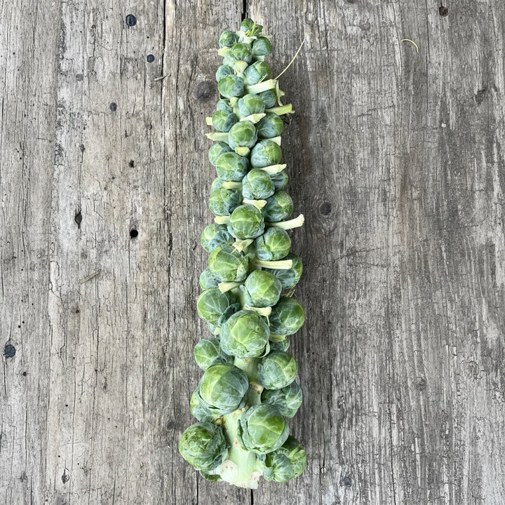 Sprout Stick