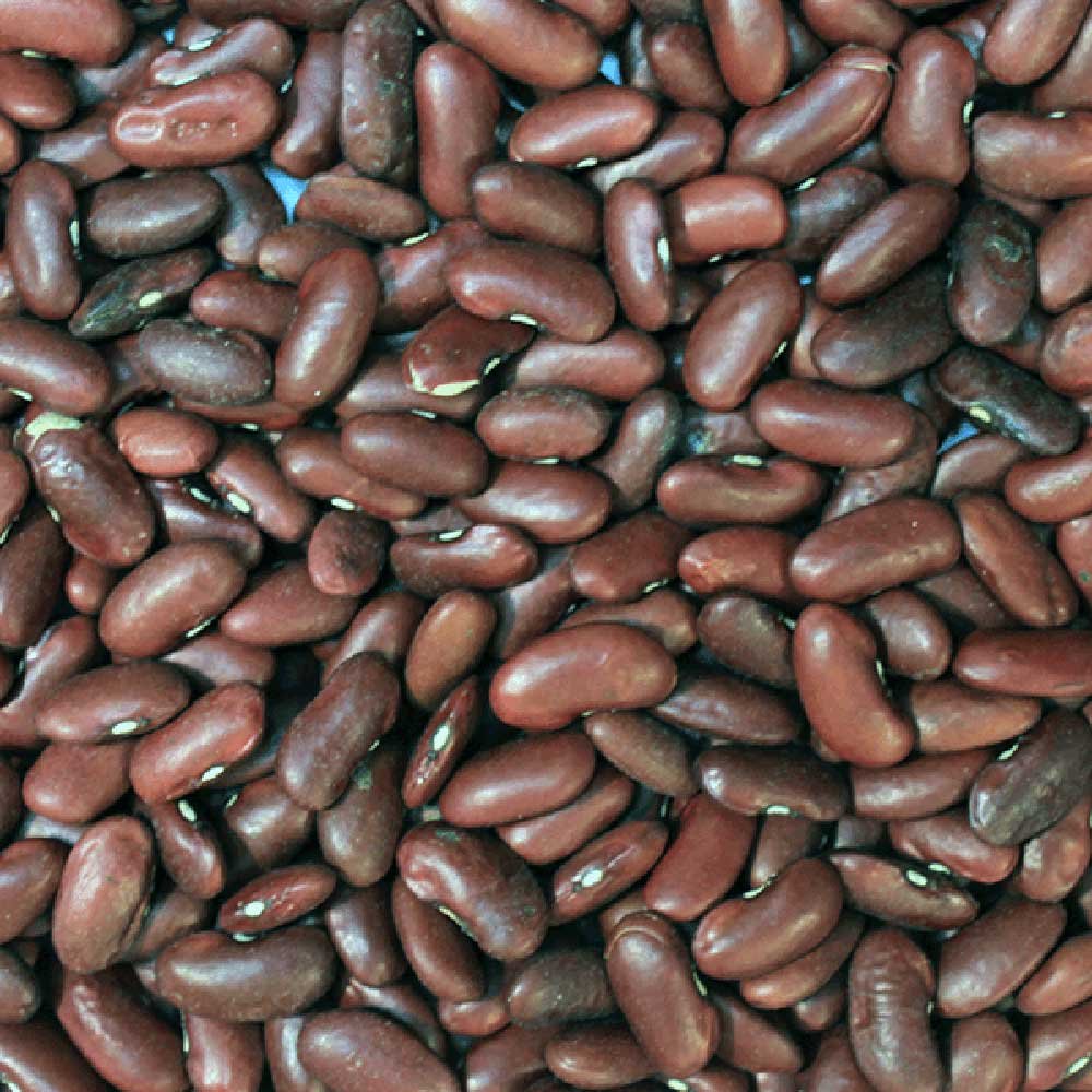 Organic Red Kidney Beans
